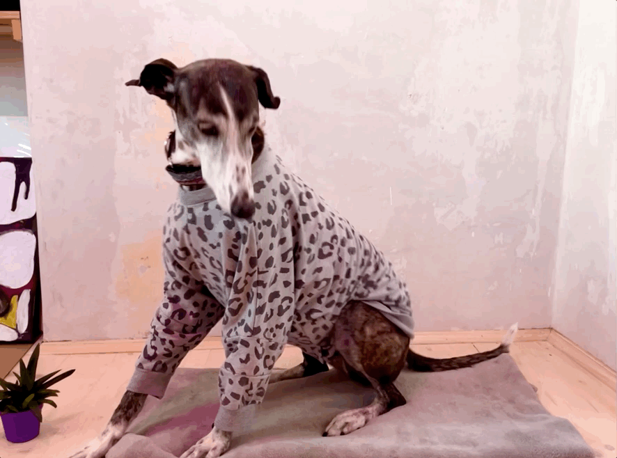 Alka the hungarian sighthound wearing a leopard print sweater