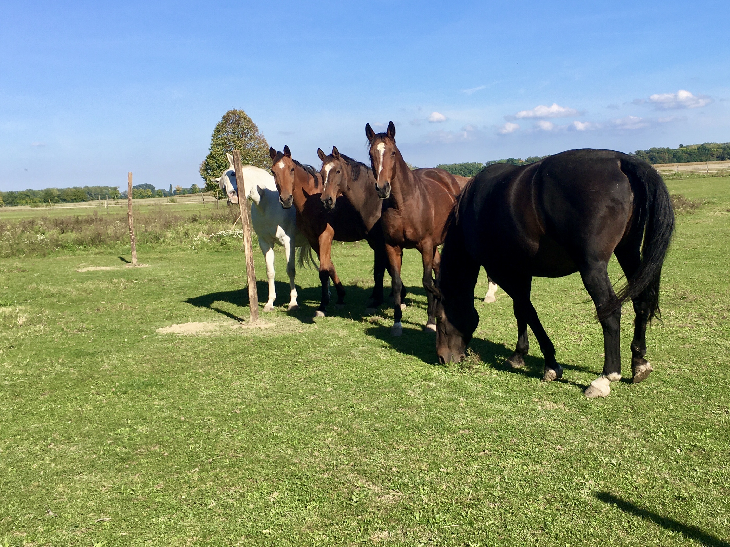 Five horses on a meadow