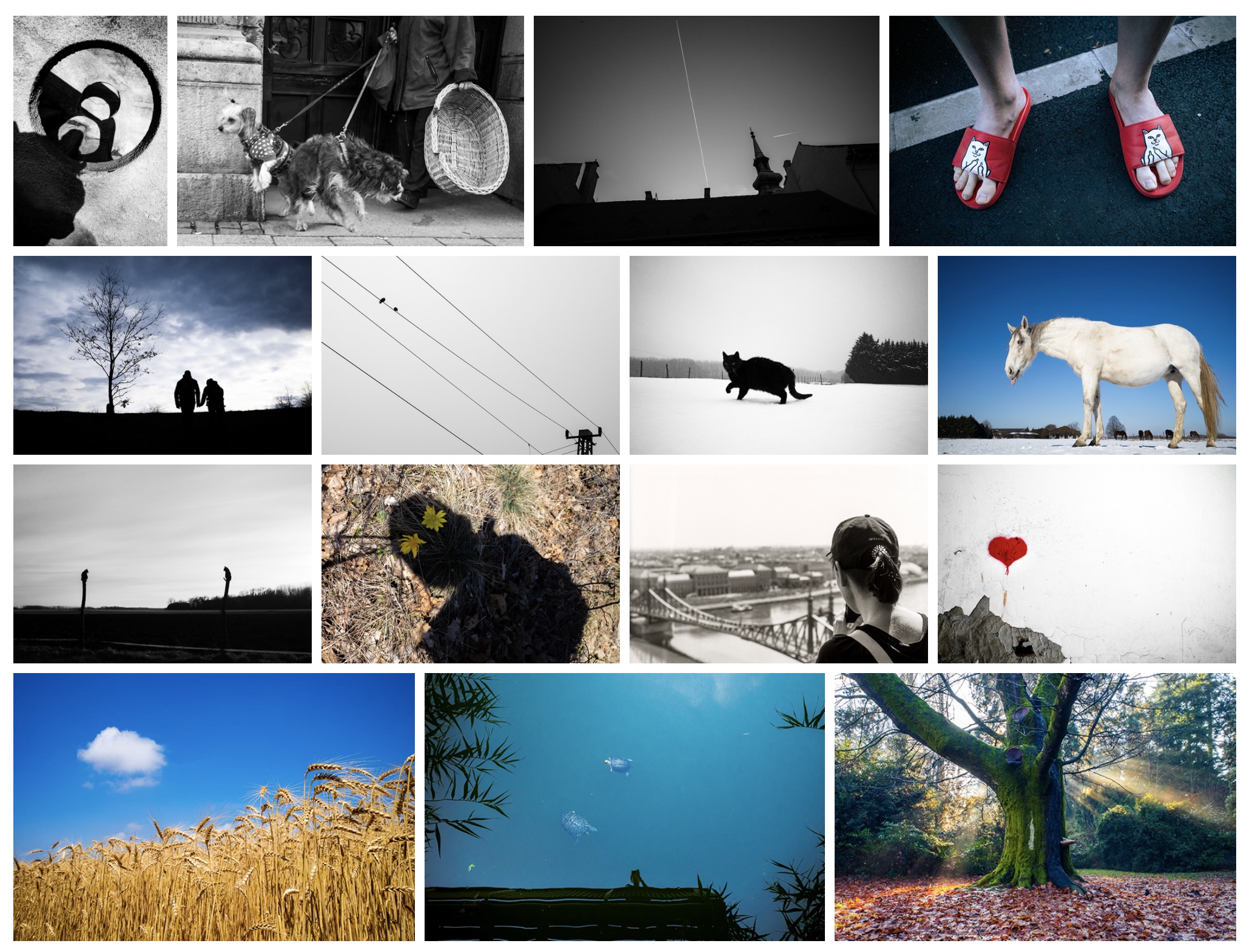 A grid of various photos