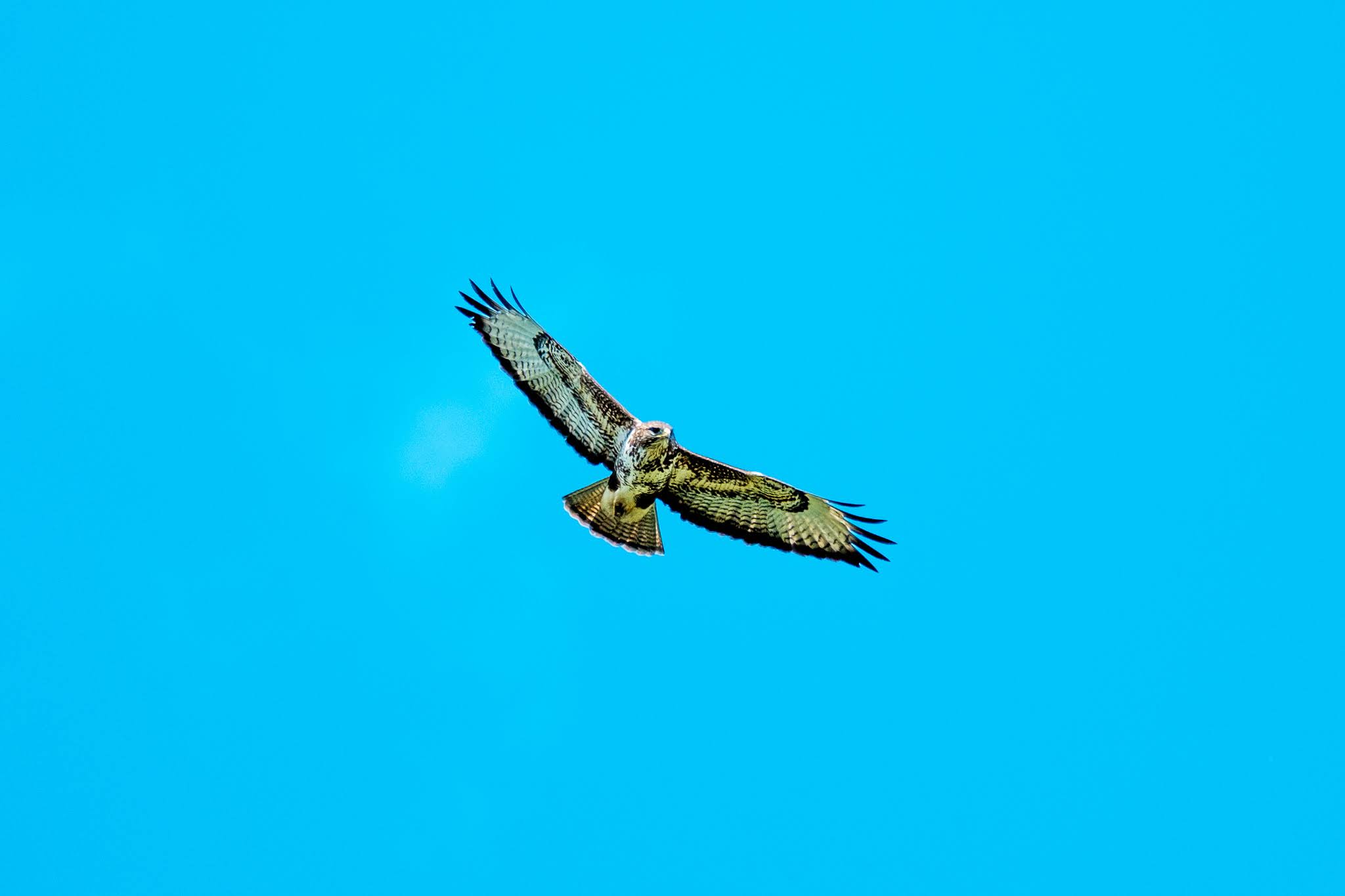 Bird of Pray